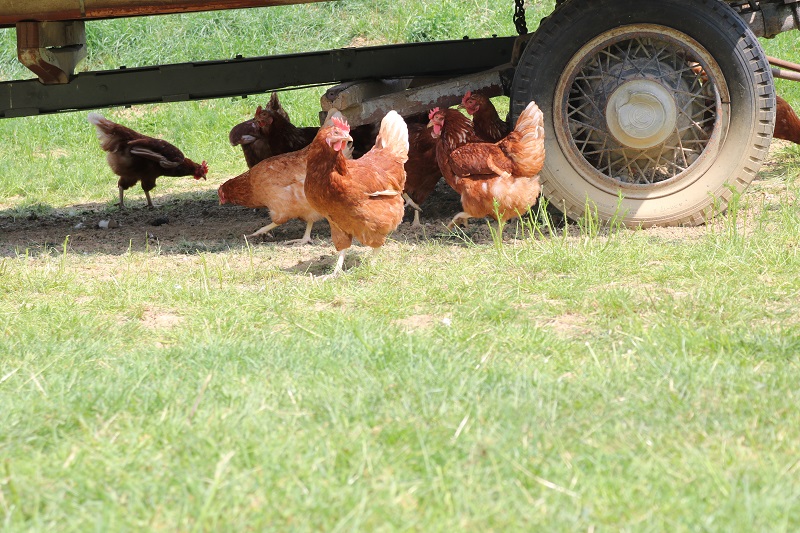 Hühner auf der Weide mit Unterstand